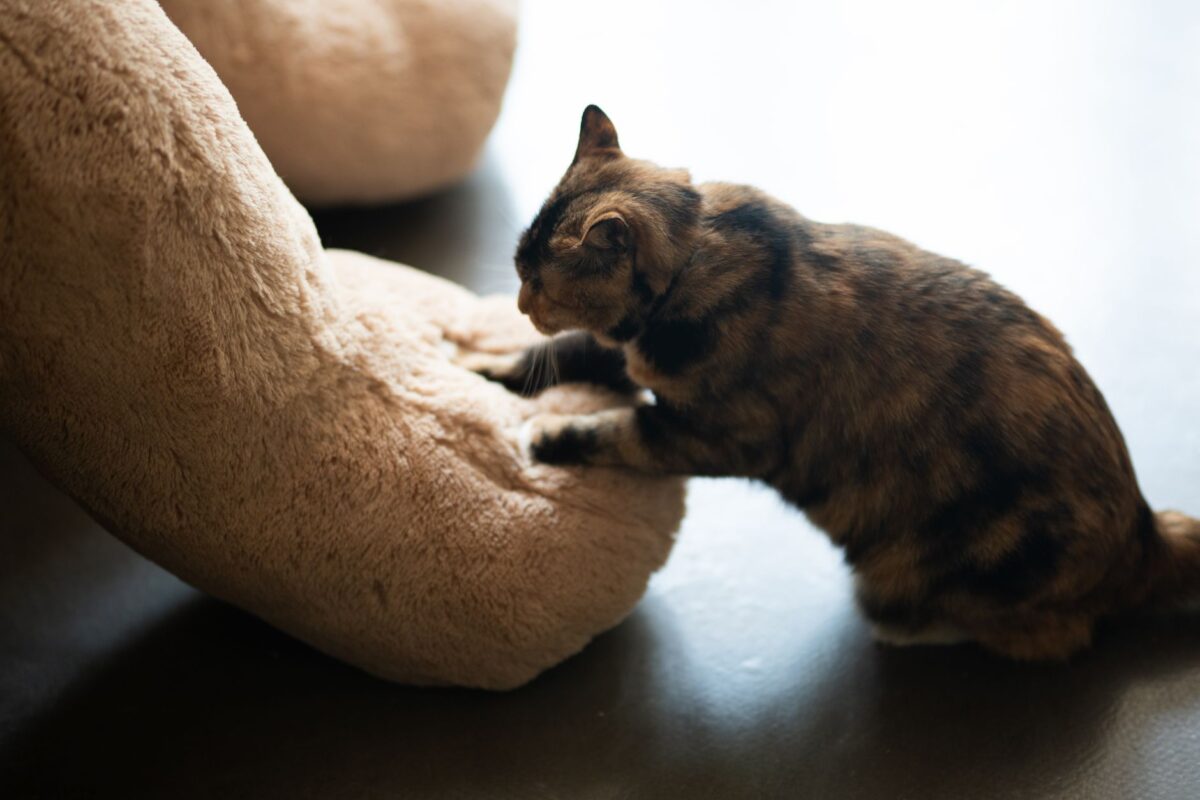 chaussons chat modèles motifs plaisent