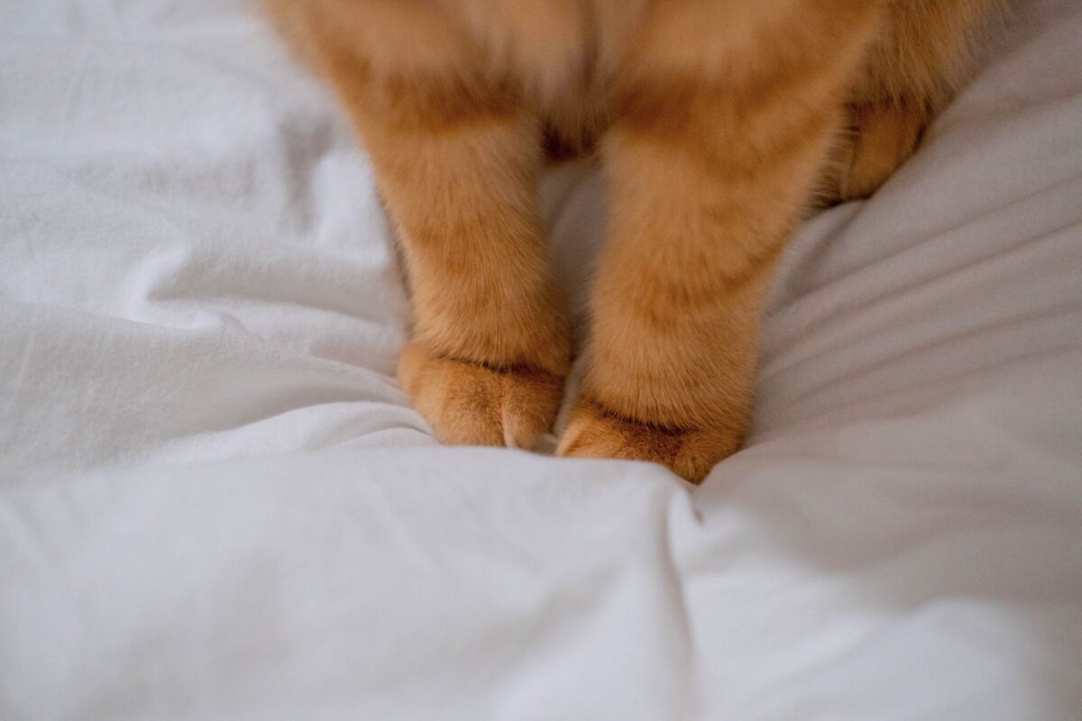 chaussons chat modèles types